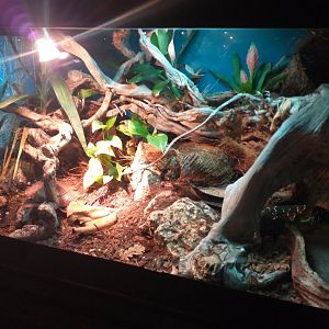 Taylor's moccasin exhibit -TerraNatura Benidorm (2021)