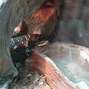 Taylor's moccasin -TerraNatura Benidorm (2021)