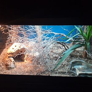 Many-horned viper exhibit -TerraNatura Benidorm (2021)