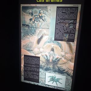 Spiders sign -TerraNatura Benidorm (2021)