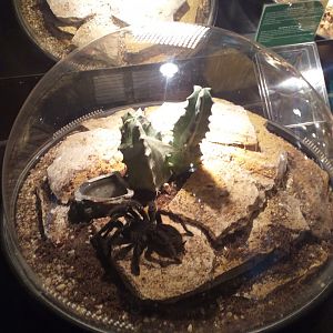 Brazilian salmon pink bird-eating tarantula exhibit -TerraNatura Benidorm (2021)