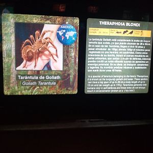 Goliath birdeater -TerraNatura Benidorm (2021)