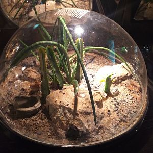 Monocentropus balfouri exhibit -TerraNatura Benidorm (2021)