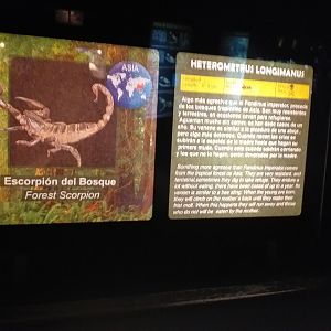 Asian forest scorpion sign -TerraNatura Benidorm (2021)