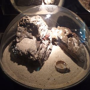 Asian forest scorpion exhibit -TerraNatura Benidorm (2021)