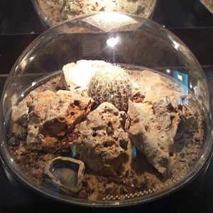 Giant desert hairy scorpion exhibit -TerraNatura Benidorm (2021)