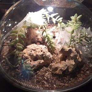 Pinktoe tarantula exhibit -TerraNatura Benidorm (2021)