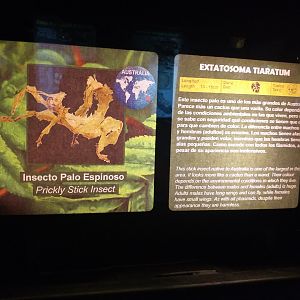 Spiny leaf insect sign -TerraNatura Benidorm (2021)