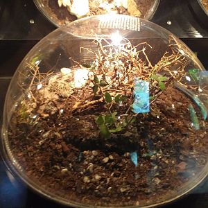 Spiny leaf insect exhibit -TerraNatura Benidorm (2021)