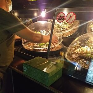 Release the leaf insects! -TerraNatura Benidorm (2021)