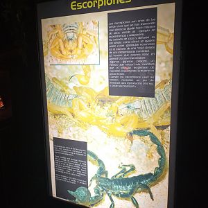 Scorpions sign -TerraNatura Benidorm (2021)