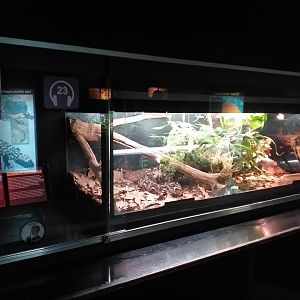 Gaboon viper exhibit -TerraNatura Benidorm (2021)