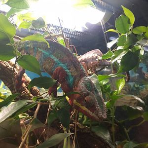 Panther chameleon -TerraNatura Benidorm (2021)