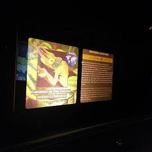 Jackson's chameleon sign -TerraNatura Benidorm (2021)