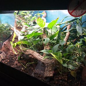 Jackson's chameleon exhibit -TerraNatura Benidorm (2021)