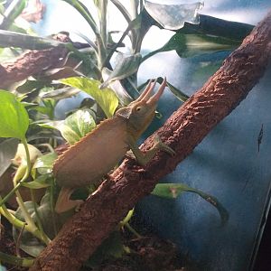 Jackson's chameleon -TerraNatura Benidorm (2021)