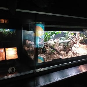 Monocled cobra exhibit -TerraNatura Benidorm (2021)