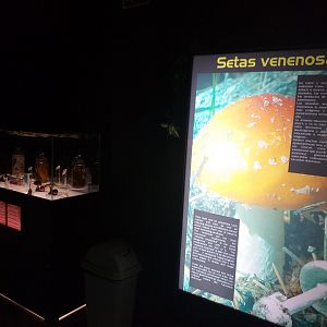 Poisonous mushroom display -TerraNatura Benidorm (2021)