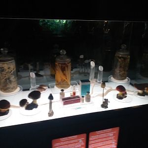 Poisonous mushroom display -TerraNatura Benidorm (2021)
