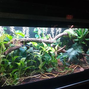Green tree python exhibit -TerraNatura Benidorm (2021)