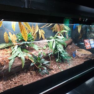 Central american rattlesnake exhibit -TerraNatura Benidorm (2021)