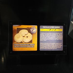 Western diamondback rattlesnake sign -TerraNatura Benidorm (2021)