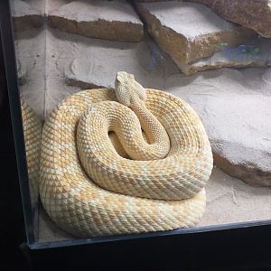 Western diamondback rattlesnake -TerraNatura Benidorm (2021)