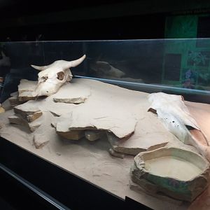 Western diamondback rattlesnake exhibit -TerraNatura Benidorm (2021)