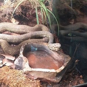 Mangshan pitviper -TerraNatura Benidorm (2021)