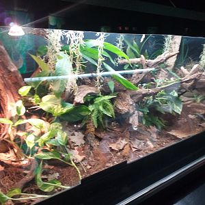 Mangshan pitviper exhibit -TerraNatura Benidorm (2021)