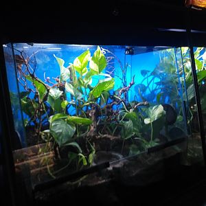 Ceylon pitviper exhibit -TerraNatura Benidorm (2021)