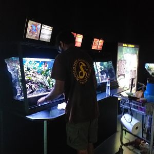 Poison dart frog feeding time -TerraNatura Benidorm (2021)