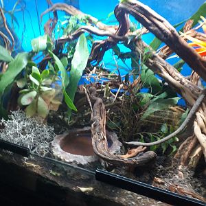 Leafnose snake exhibit -TerraNatura Benidorm (2021)