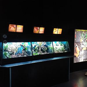 Long-nosed horned frog, Rococo toad and Giant leaf frog exhibits -TerraNatura Benidorm (2021)