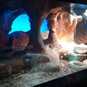 Field's horned viper exhibit -TerraNatura Benidorm (2021)