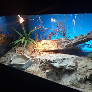 Puff adder exhibit -TerraNatura Benidorm (2021)