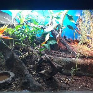 White-lipped pit viper -TerraNatura Benidorm (2021)