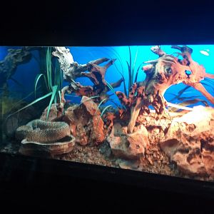 Uracoan rattlesnake exhibit -TerraNatura Benidorm (2021)