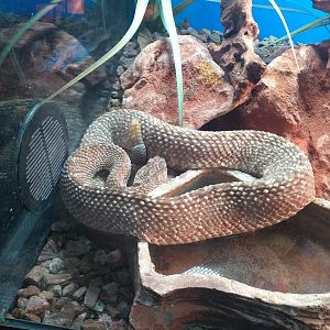 Uracoan rattlesnake -TerraNatura Benidorm (2021)