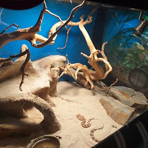 Desert horned viper exhibit -TerraNatura Benidorm (2021)