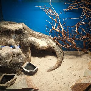 Sahara sand viper exhibit -TerraNatura Benidorm (2021)