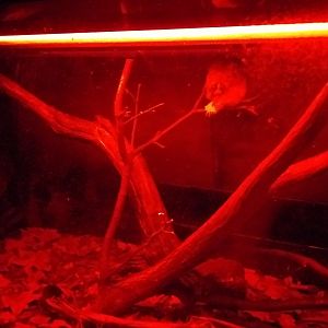 Pygmy slow loris exhibit -TerraNatura Benidorm (2021)