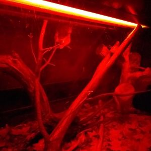 Pygmy slow loris exhibit -TerraNatura Benidorm (2021)