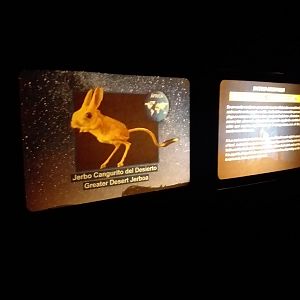 Greater Egyptian jerboa sign -TerraNatura Benidorm (2021)