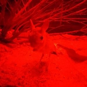 Greater Egyptian jerboa -TerraNatura Benidorm (2021)