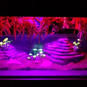 Bioluminiscence display -TerraNatura Benidorm (2021)