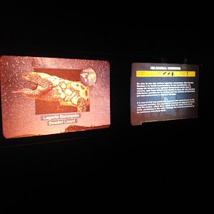 Mexican beaded lizard sign -TerraNatura Benidorm (2021)