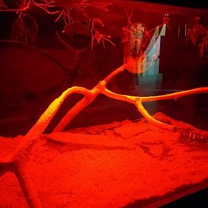 Mexican beaded lizard exhibit -TerraNatura Benidorm (2021)