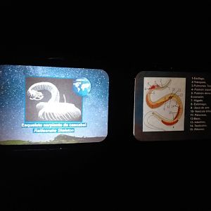 Rattlesnake skeleton sign -TerraNatura Benidorm (2021)