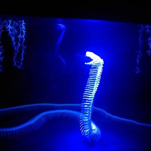 Cobra skeleton display -TerraNatura Benidorm (2021)